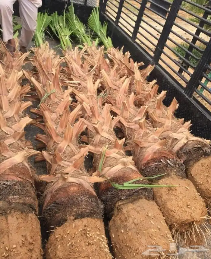 نخل مثمر للبيع سكري صقعي مجدول نخيل واشنطني عجوه خضري عنبر 8