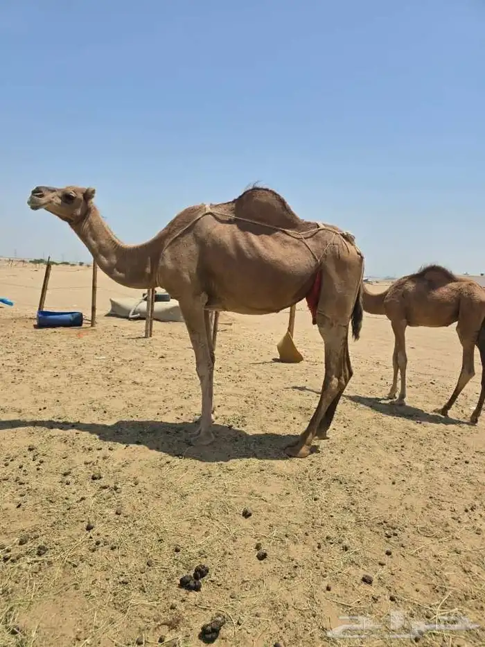 ناقه خلفه للبيع 5