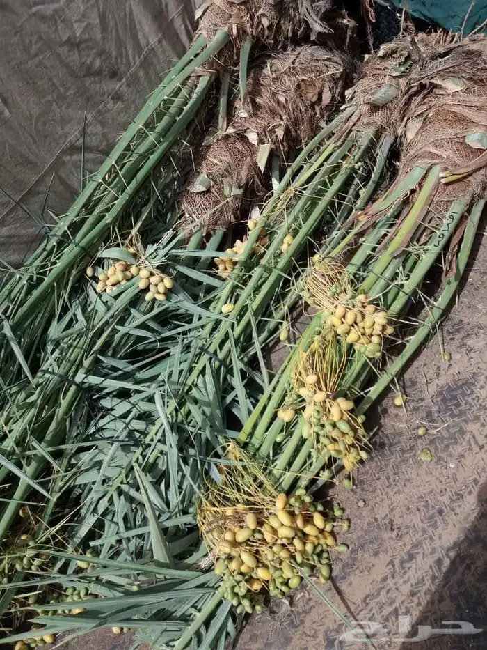 نخل مثمر للبيع سكري صقعي مجدول نخيل واشنطني عجوه خضري عنبر 1