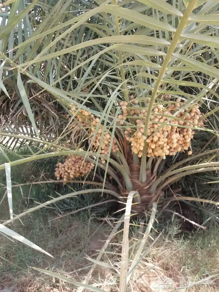 نخل مثمر للبيع سكري صقعي مجدول نخيل واشنطني عجوه خضري عنبر 0