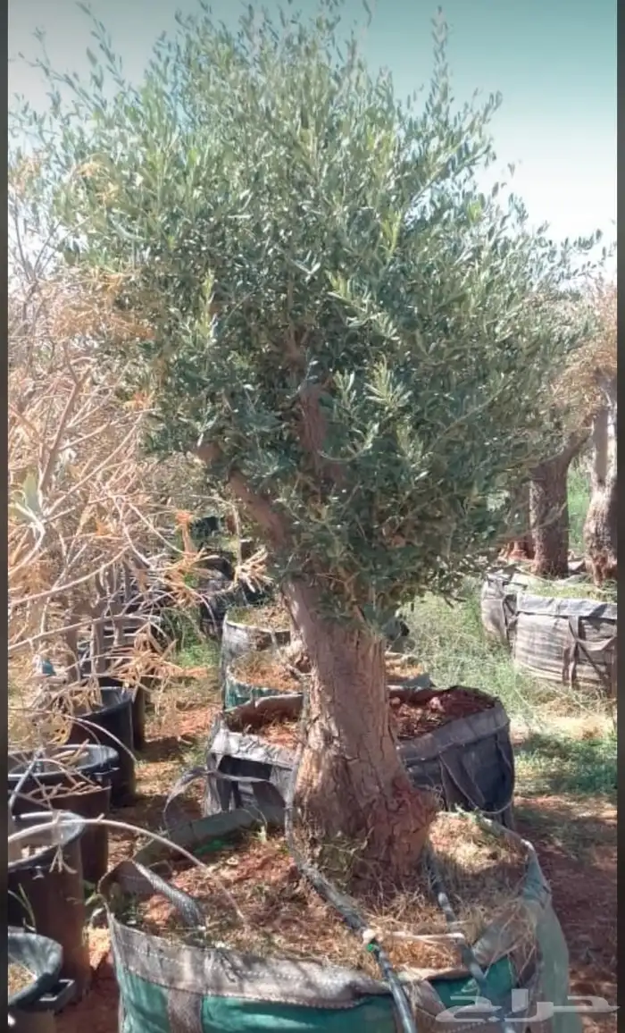 يوجد لدينا أشجار زيتون معمر ومفرع وأشجار متنوعه ترمنيليا ( ر 1