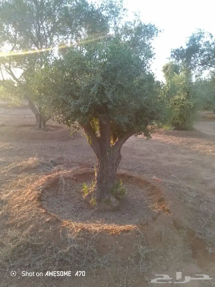 اشجار زيتون معمر 5