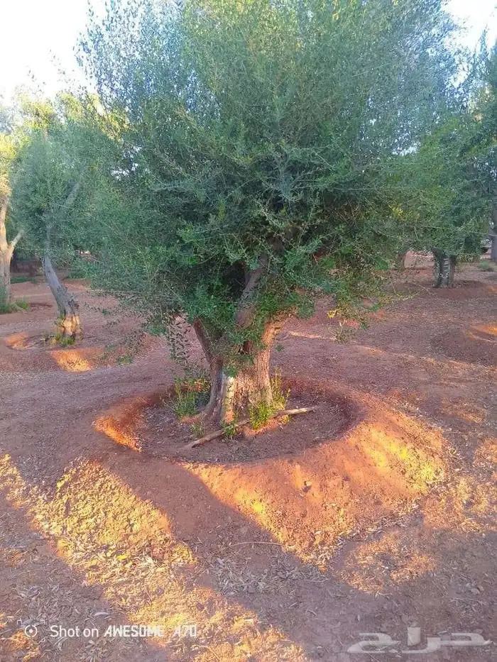 اشجار زيتون معمر 1