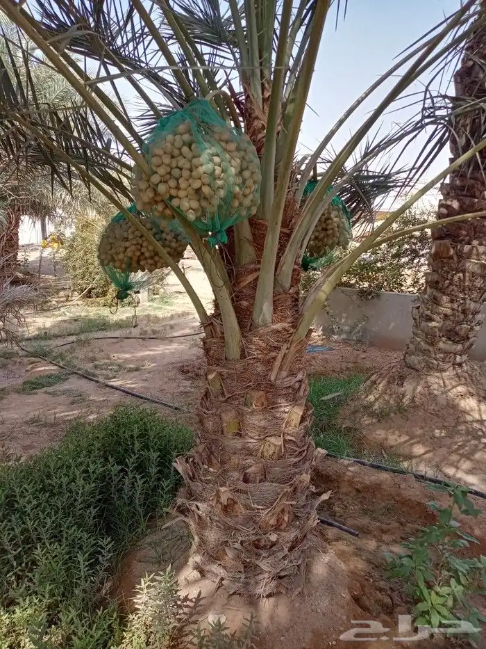 نخل اخلاص سكري برحي صقعي مجدول بيع نخيل مثمر 2