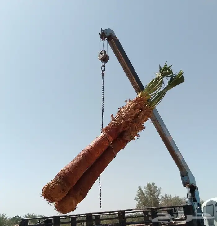 نخل واشنطن أمريكي ونخل عربي مثمر واشجار سرو 6