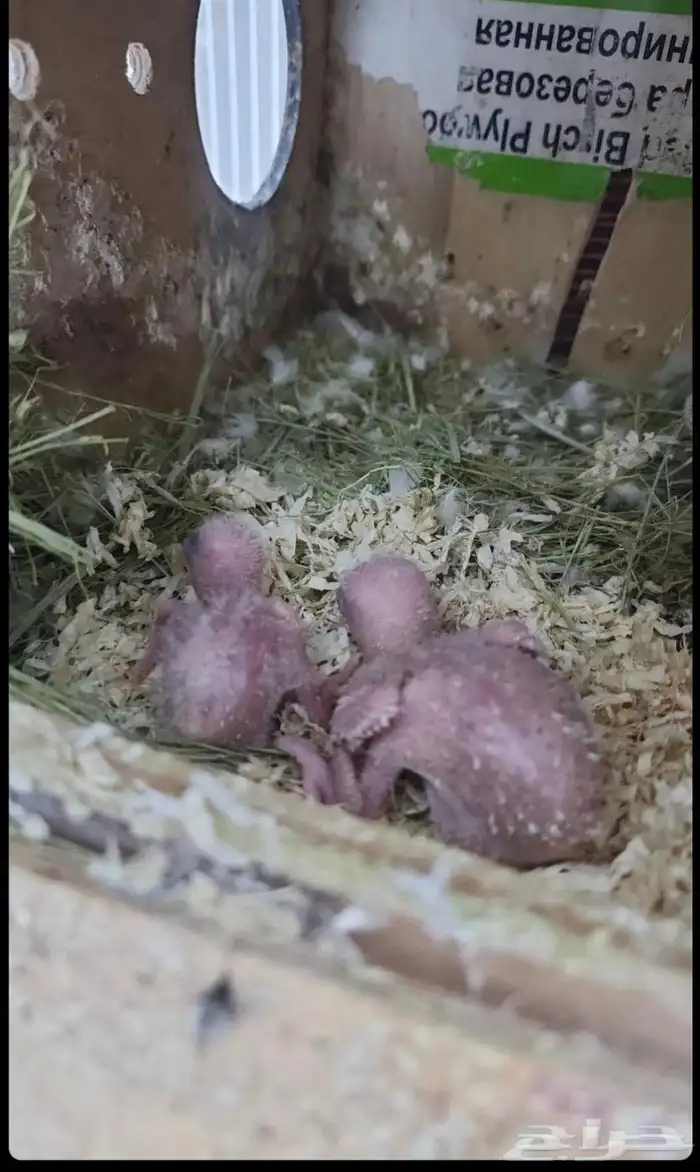 جوز روز للبيع 0