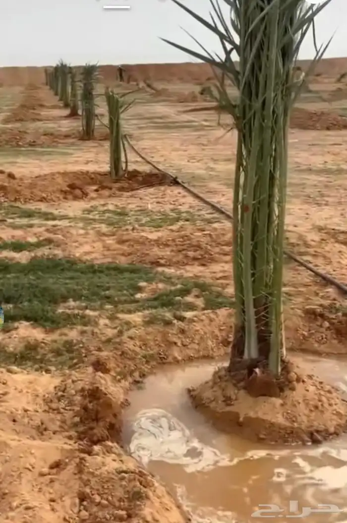 نقوم بقلع وغرس وتوريد جميع انواع النخيل العربي والوشنطان 1