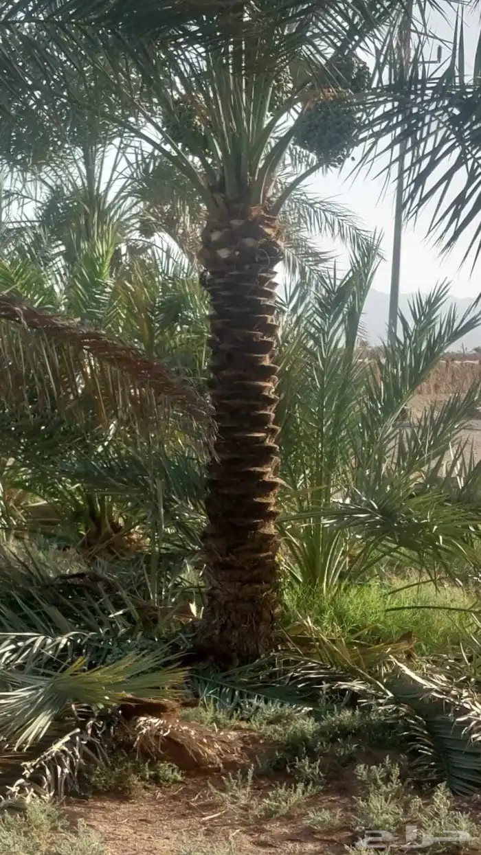 نخل للبيع جده مكه بجميع المقاسات 3