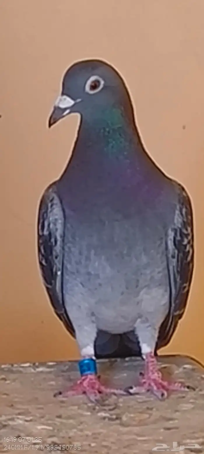 حمام زاجل سباقات جاناردن منتج 0