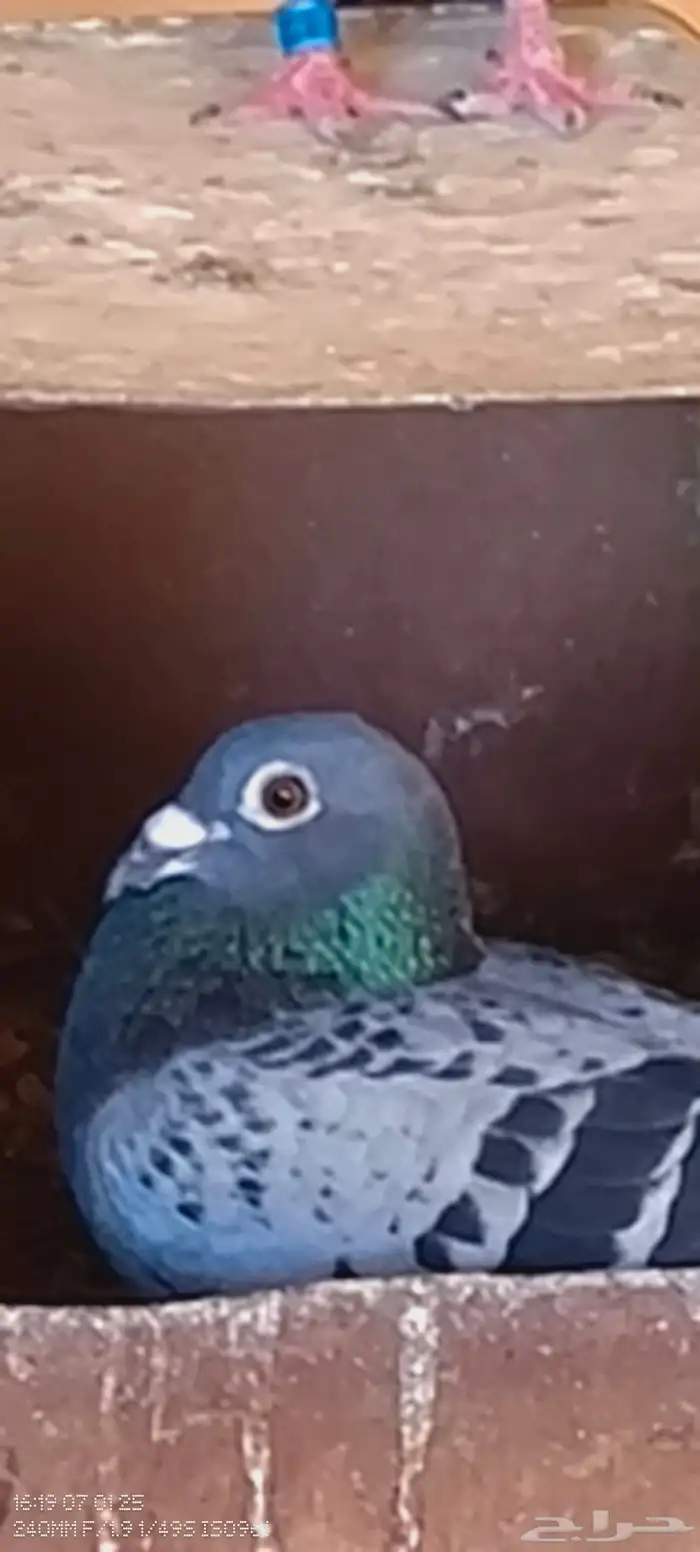 حمام زاجل سباقات جاناردن منتج 1