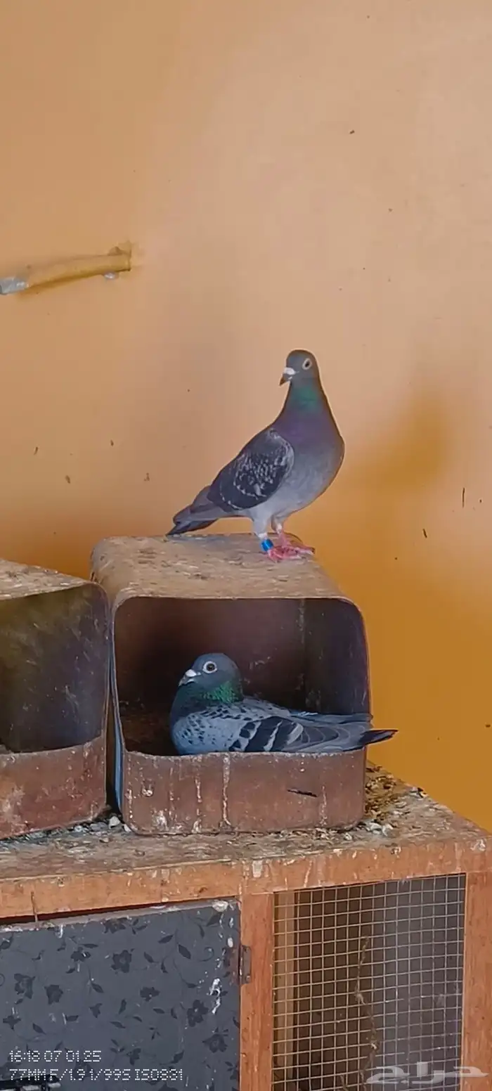 حمام زاجل سباقات جاناردن منتج 2