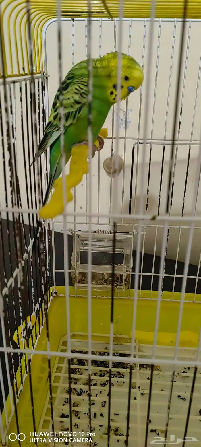 1حبة من خلال طيور الزينة 2