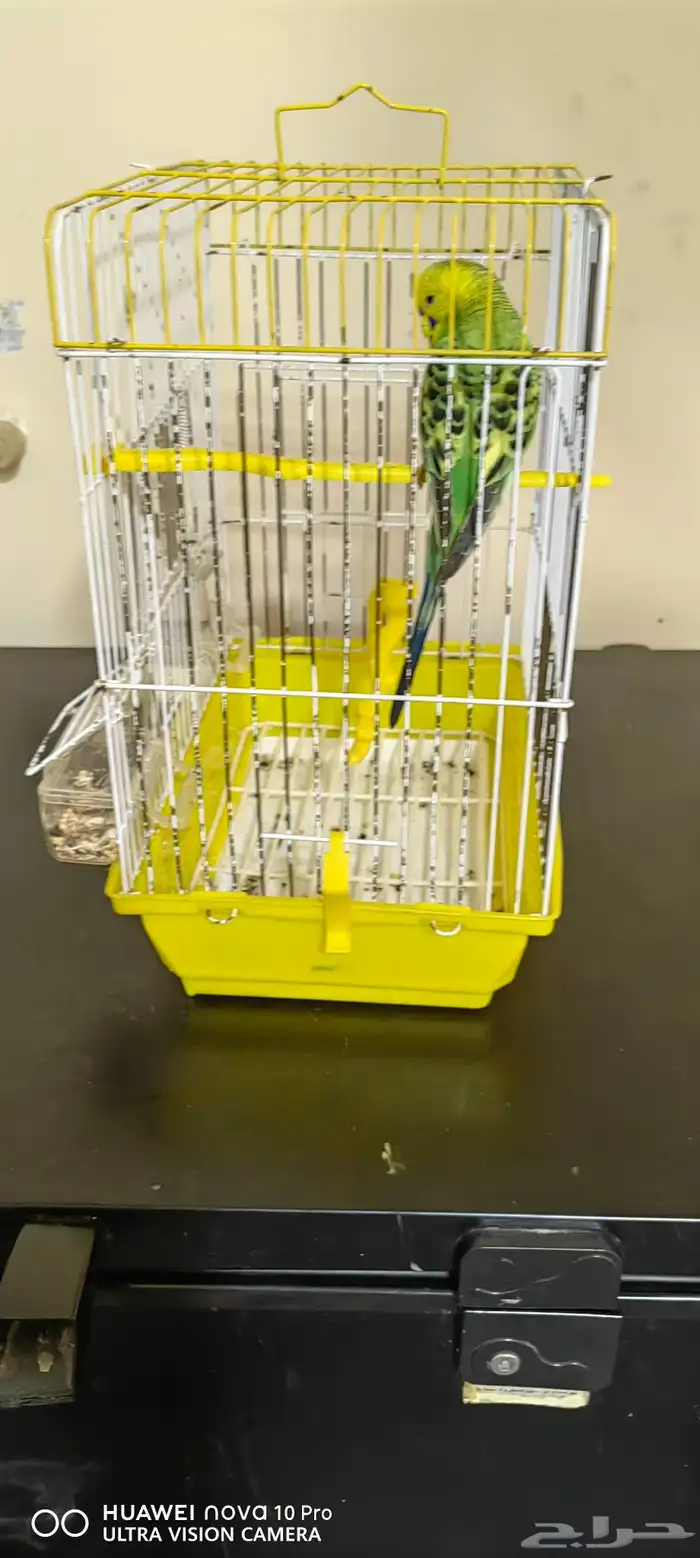 1حبة من خلال طيور الزينة 1