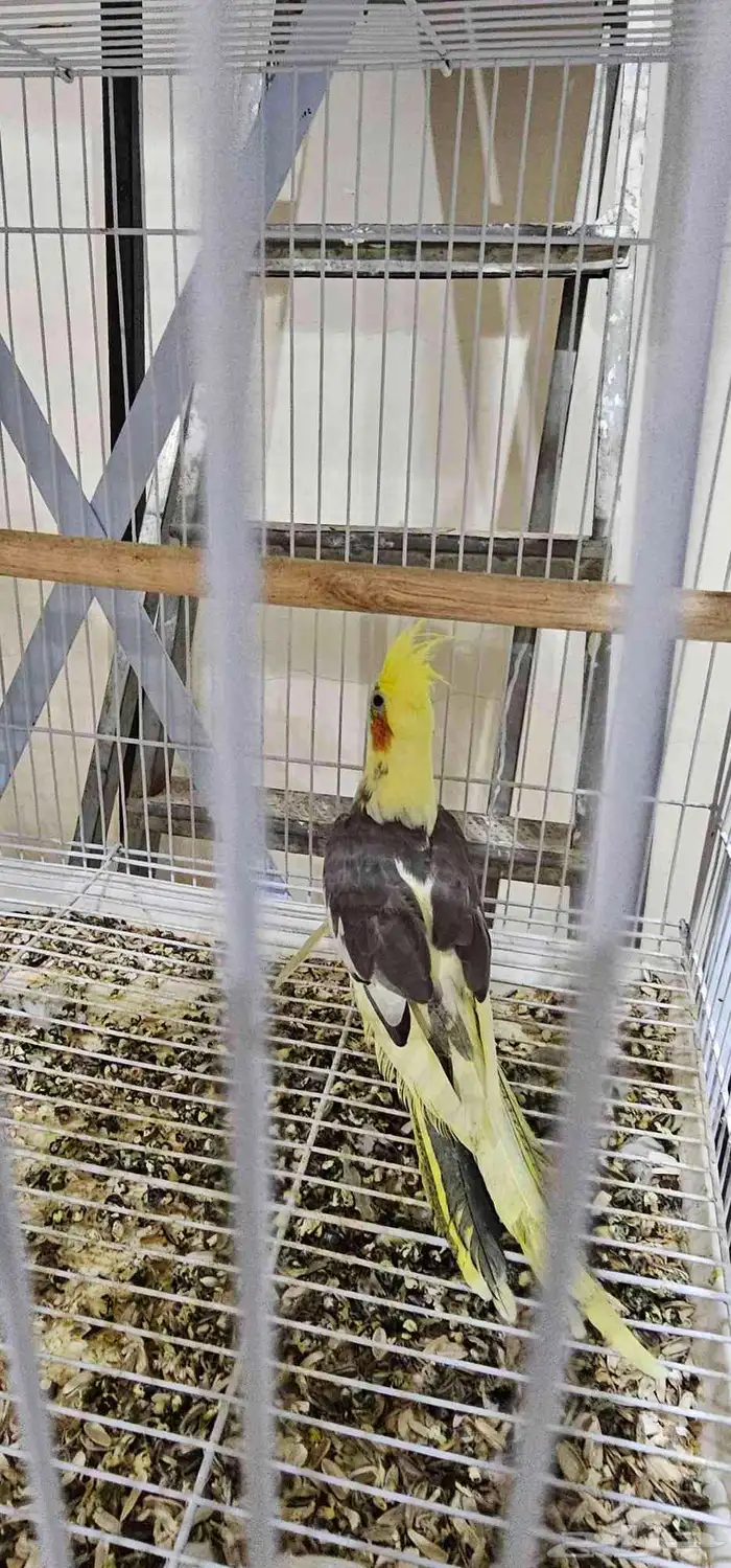 كروان عمره عشره اشهر 3