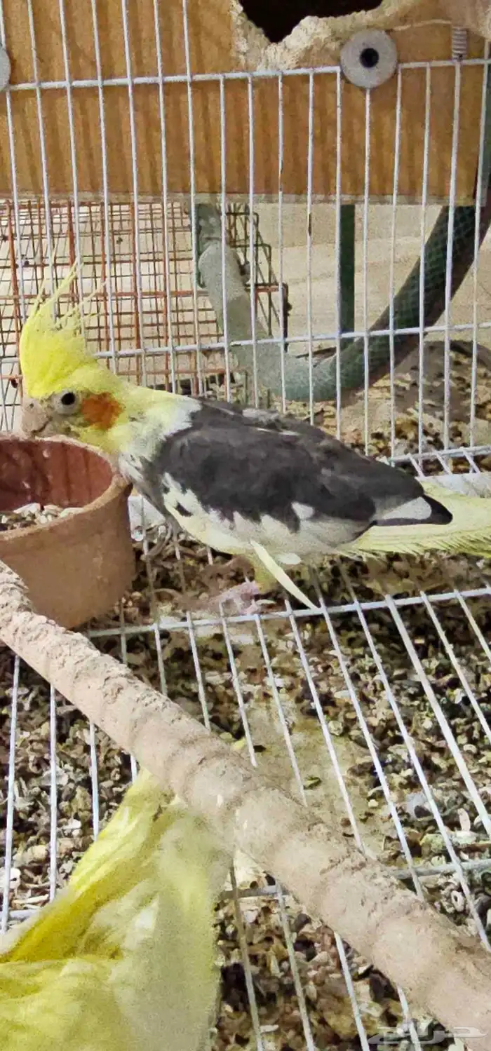 كروان عمره عشره اشهر 6