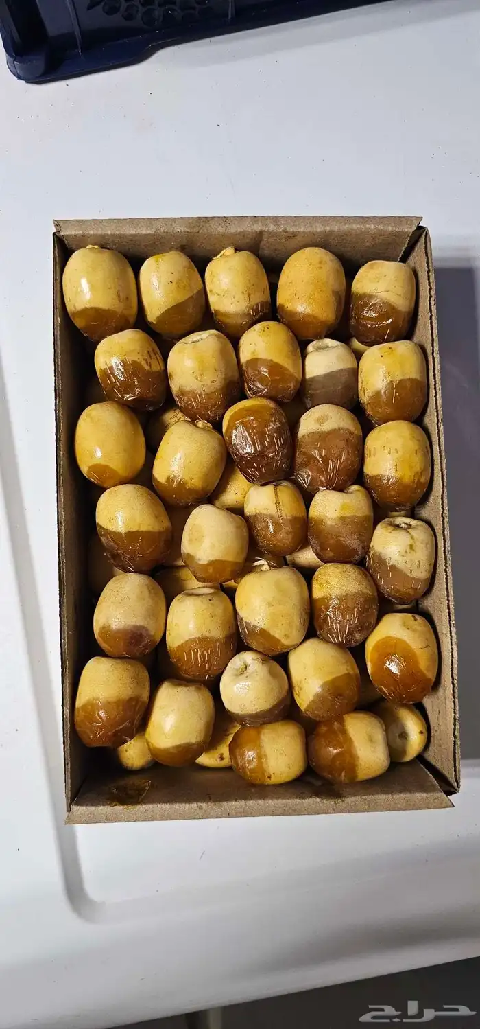 رطب هلالي الأحساء جملة 0