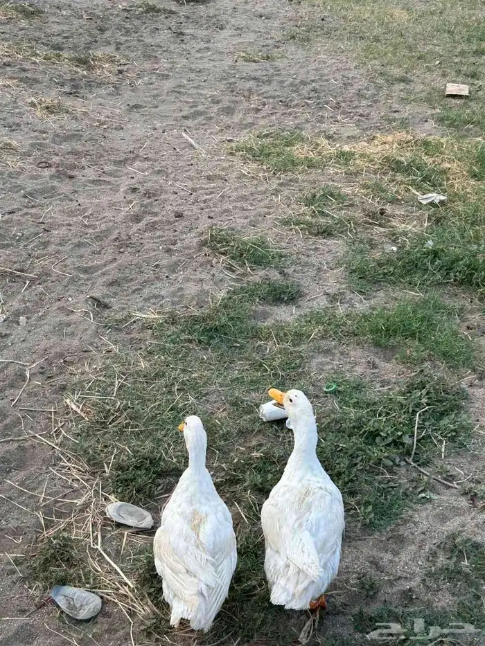 بطط 0