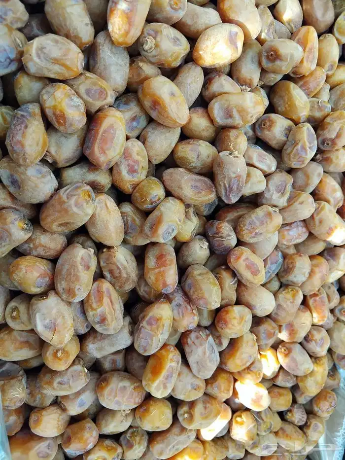 سلام عليكم اليوم عندنا اتمر حبه طيبة وفخخر الموقع القرنه ساج 3