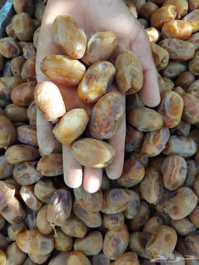 سلام عليكم اليوم عندنا اتمر حبه طيبة وفخخر الموقع القرنه ساج 0