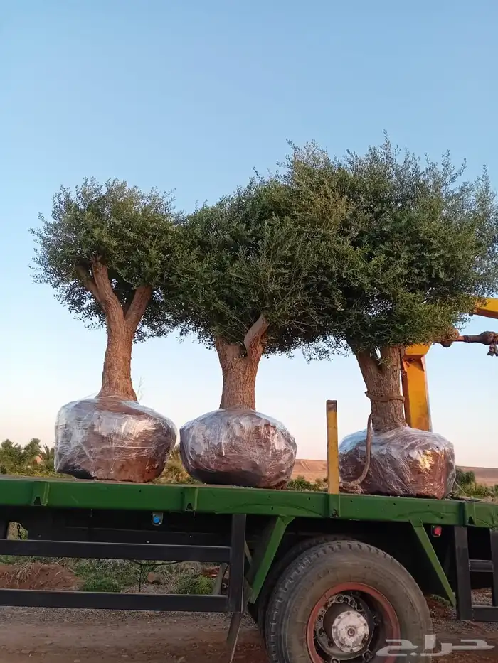 يوجد لدينا أشجار زيتون معمر ومفرع وأشجار متنوعه ترمنيليا ( ر 2