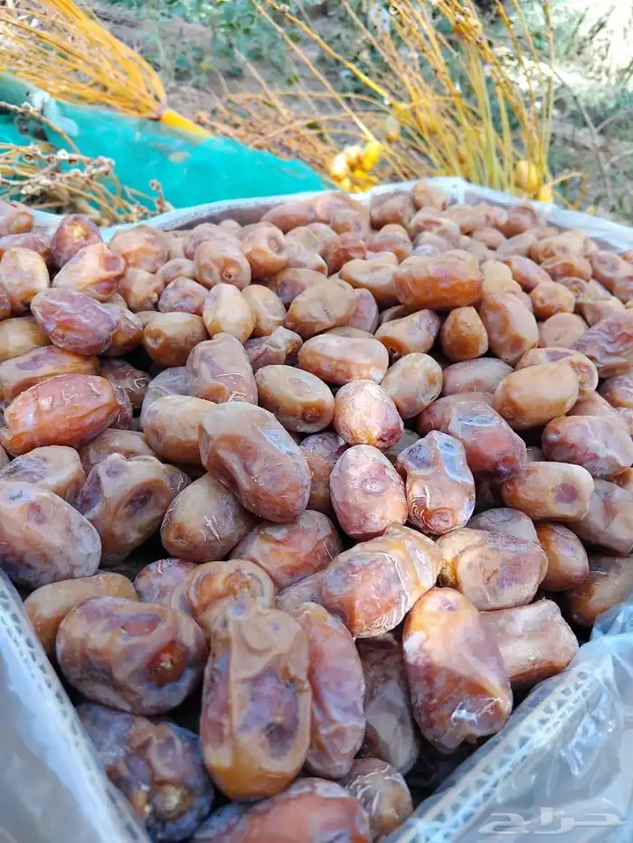 سلام عليكم اليوم عندنا اتمر حبه طيبة وفخخر الموقع القرنه ساج 1
