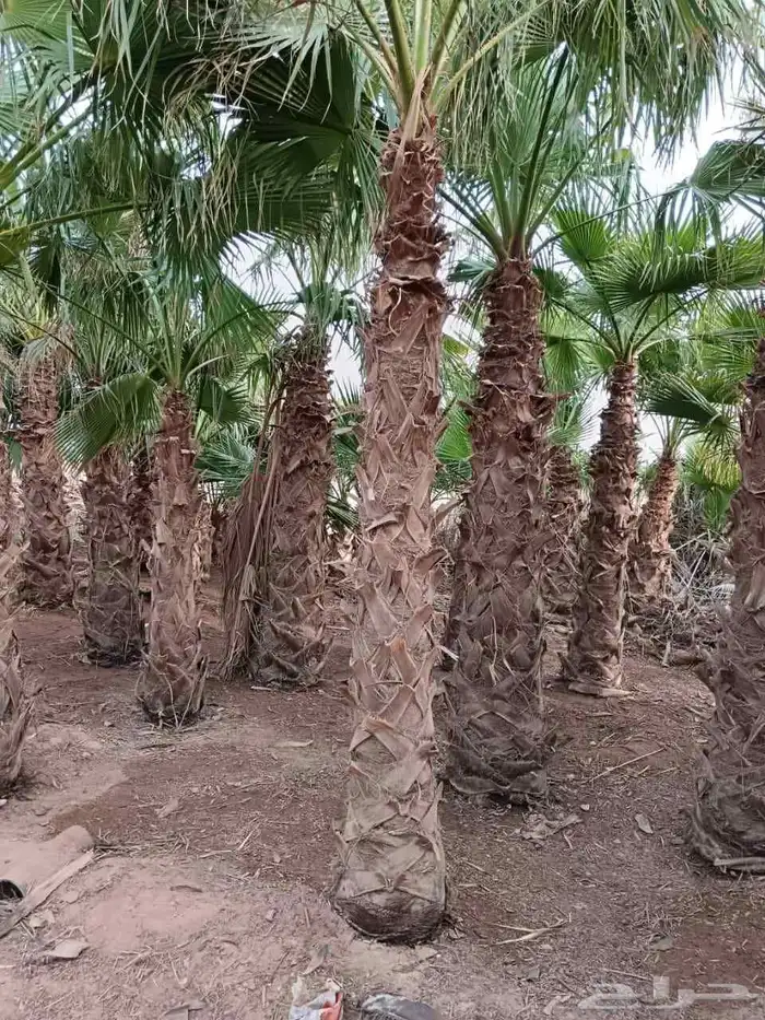 يوجد لدينا جميع انواع النخيل المثمرة وزينه ا 8