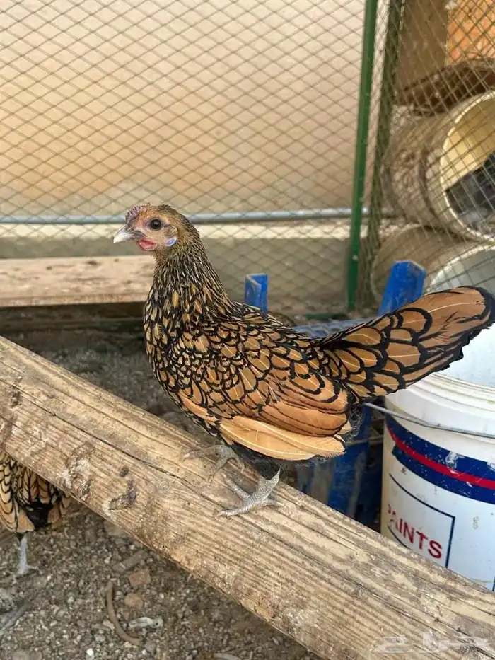 صوص سبرايت تم البيع 6