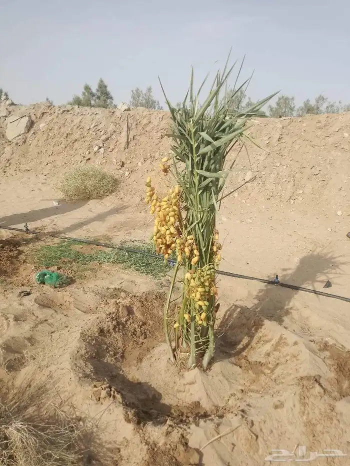 نخيل للبيع 8