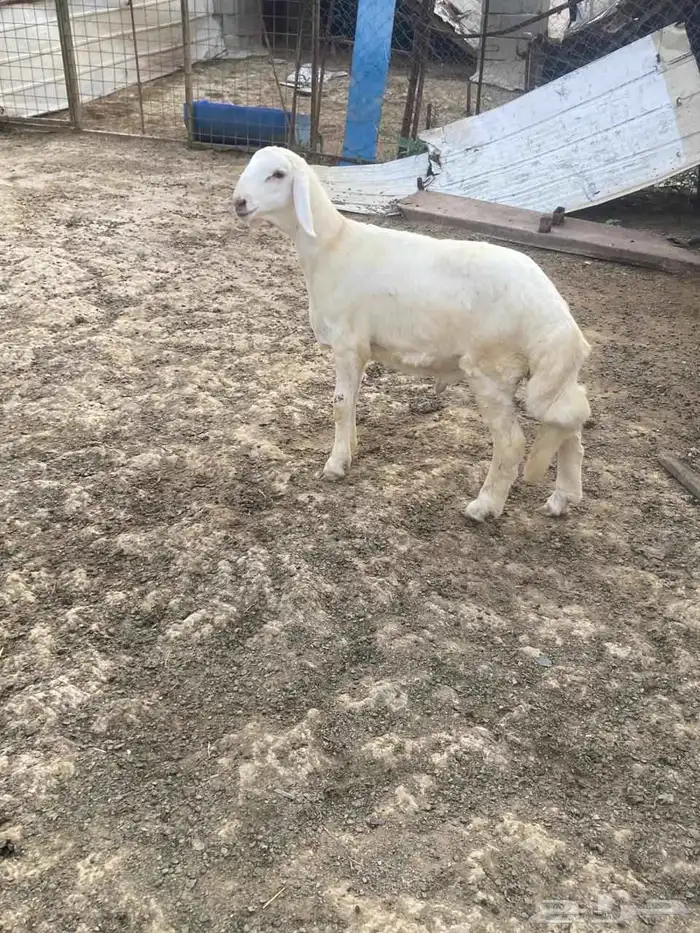 مشروع فحل 3