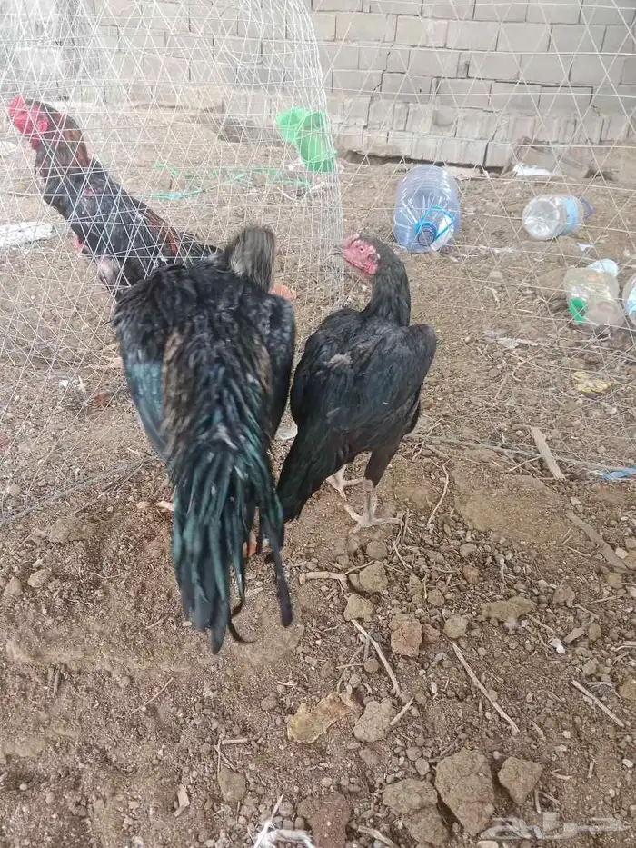 سلام عليكم ورحمه وبركاته عرض لكم دجاجه ديك باكستاني 4