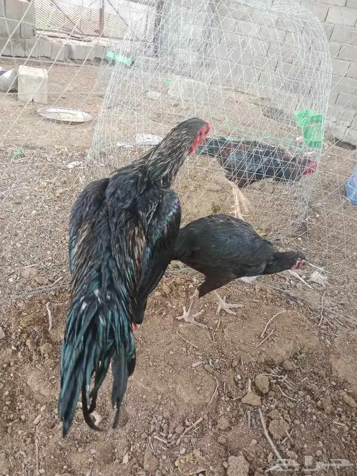 سلام عليكم ورحمه وبركاته عرض لكم دجاجه ديك باكستاني 2