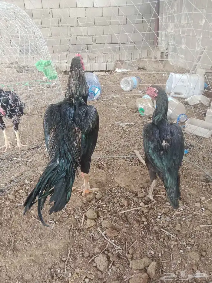 سلام عليكم ورحمه وبركاته عرض لكم دجاجه ديك باكستاني 0