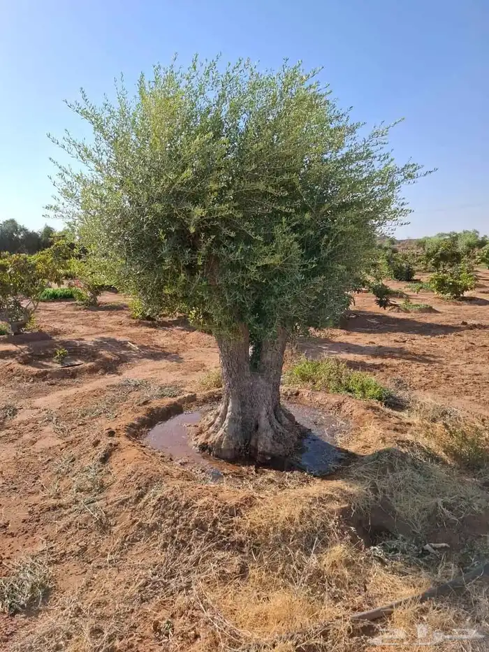 شجرة زيتون معمر 4