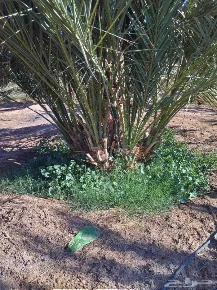 مجدول وعجوه 5