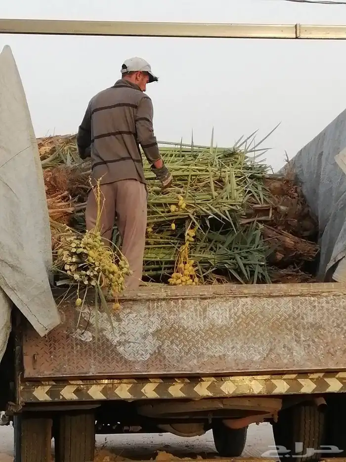 نخل مثمر للبيع سكري صقعي مجدول نخيل واشنطني عجوه خضري عنبر 10