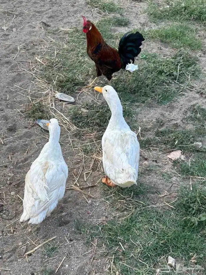 بطط 2