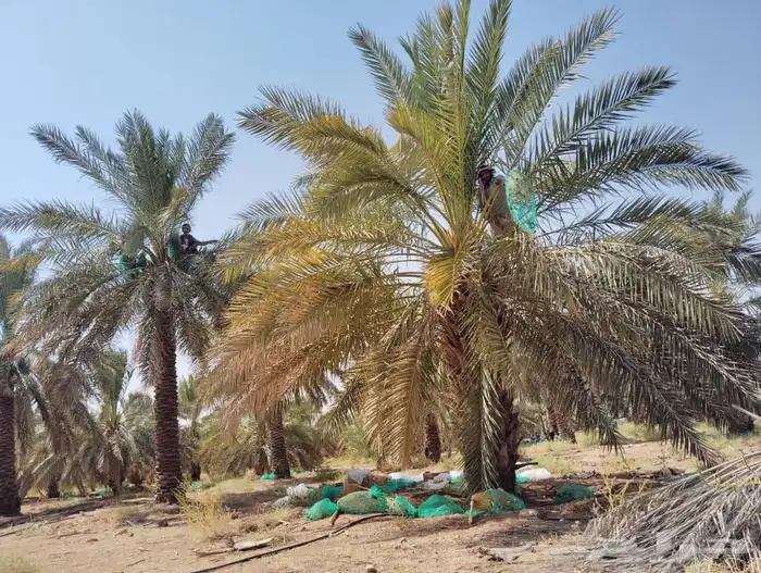 صرام النخل قص التمور توريد وزراعه 5