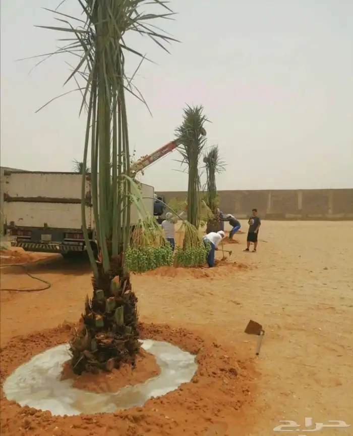 نخل مثمر نخيل نقايل جثايث اخلاص سكري برحي صقعي شيشي واشنطني 5