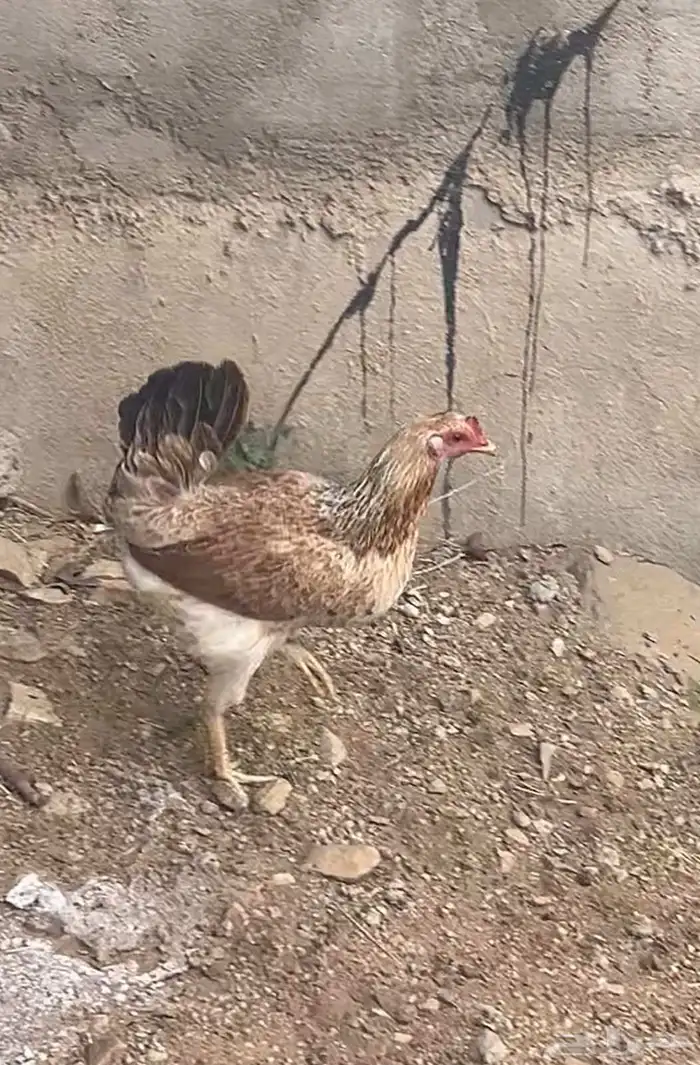 دجاج عربي اصيل شوكي نادر 5
