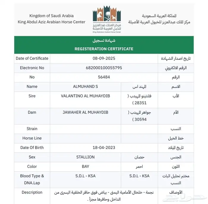 للبيع حصان دماء جمال اسود كحل 3