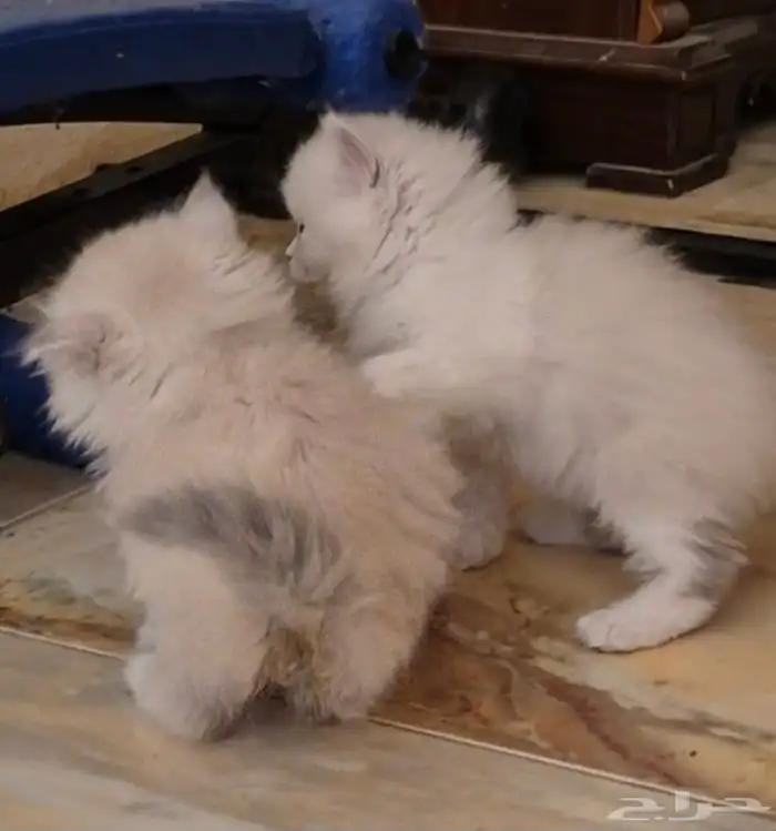 قطط هملايا للبيع العمر شهرين 4