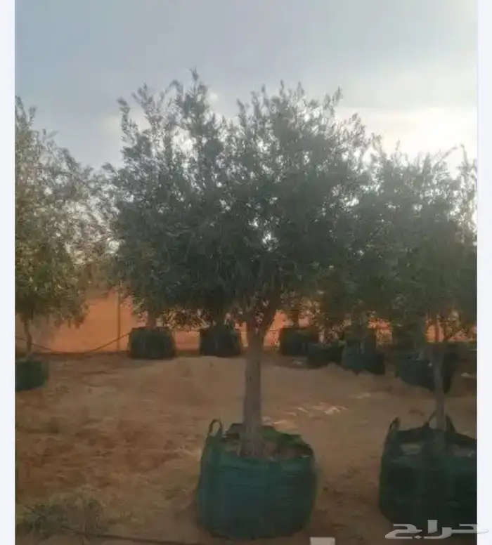 يوجد لدينا جميع انواع الشجار الزيتون ونخيل 4