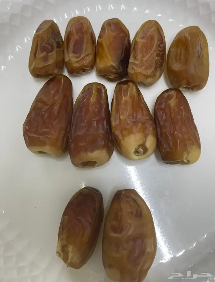 نخيل نوايع شمشوله حوشانه نبتت الحصان مصيفه 6