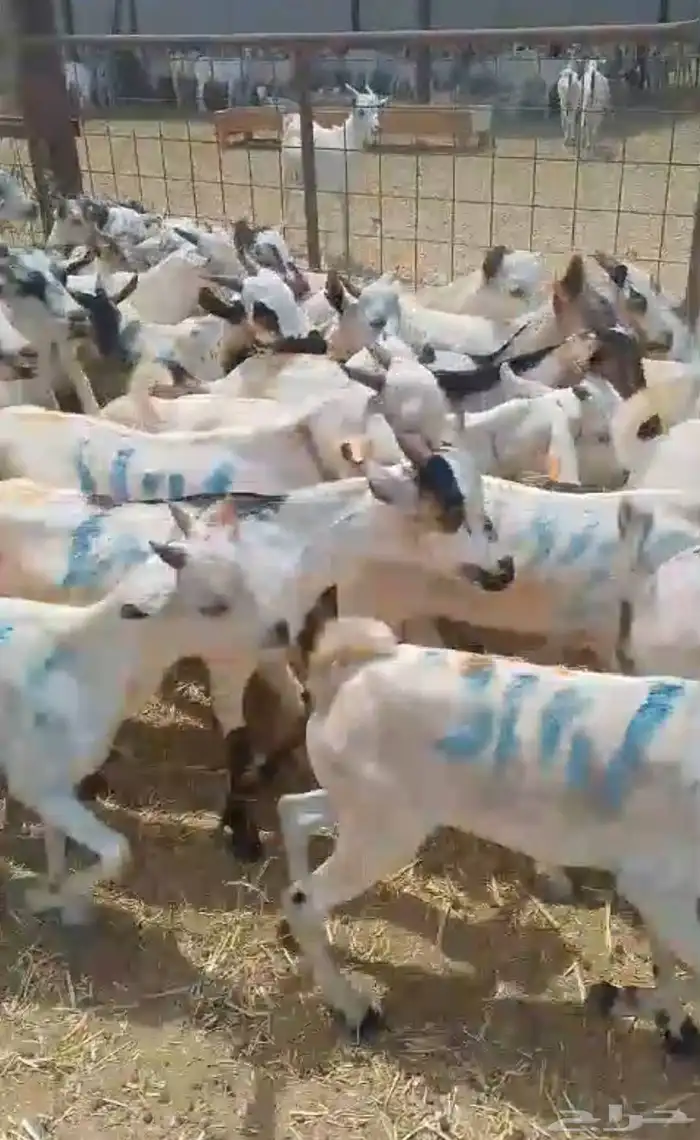 تيس صومالي حجم وسط جملة البيع 1