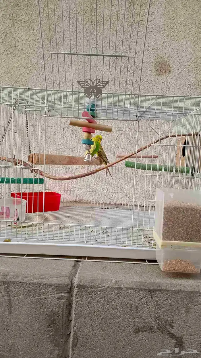 طيور البادجي 5