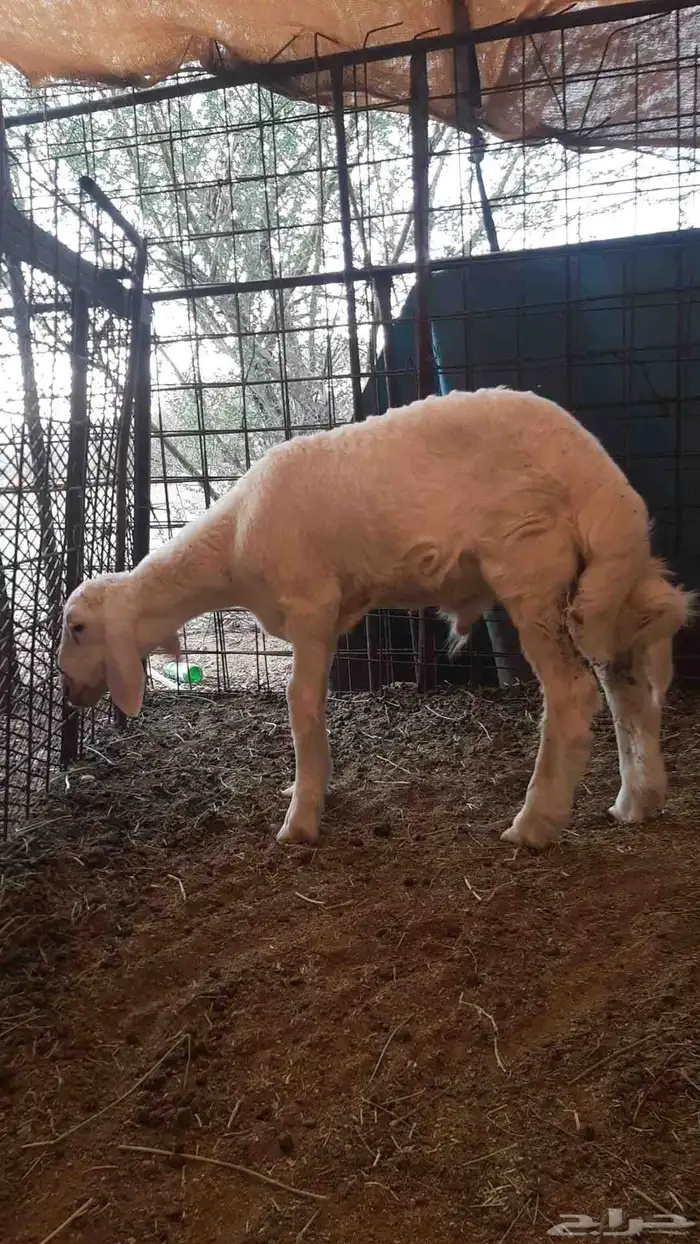 للبيع طلي حري تربية 0