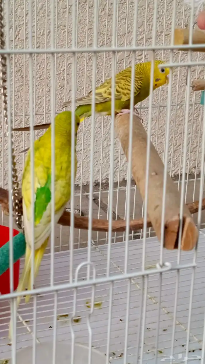 طيور البادجي 9