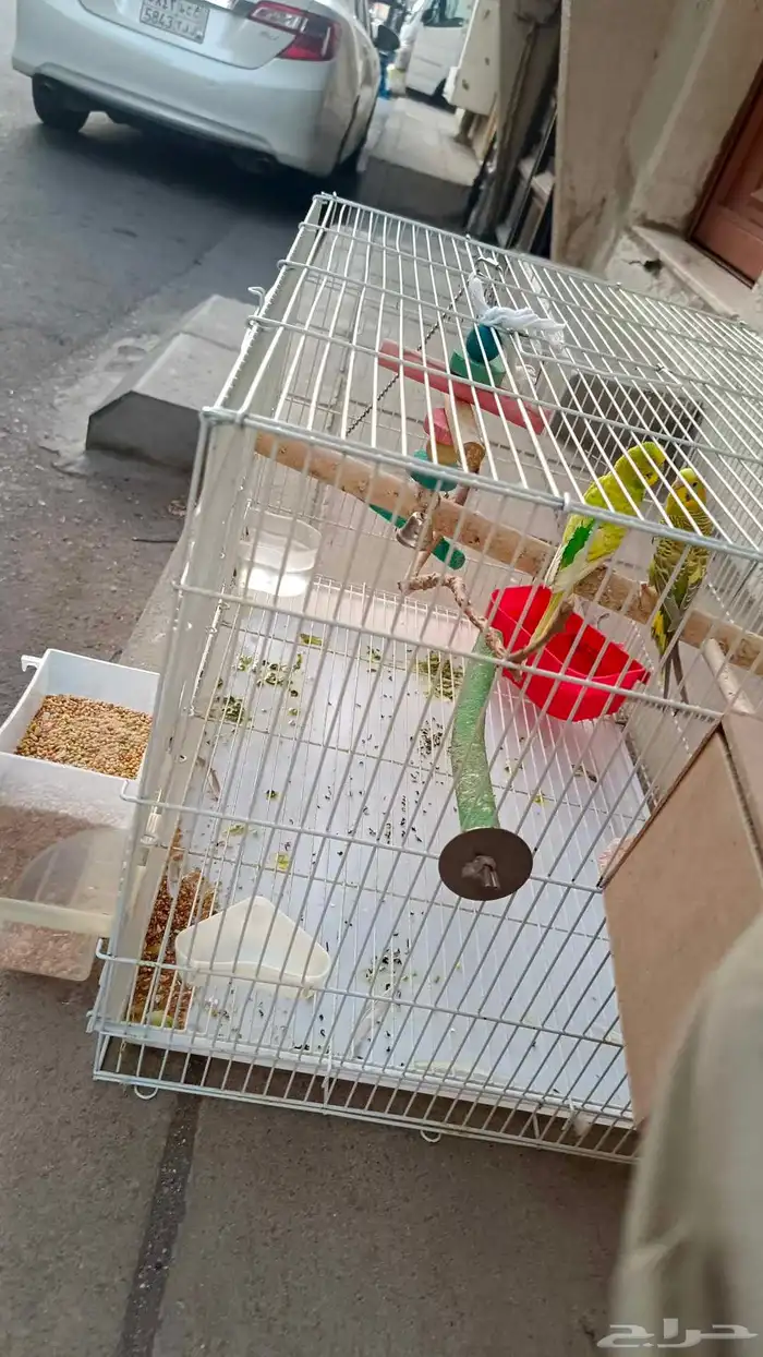 طيور البادجي 7