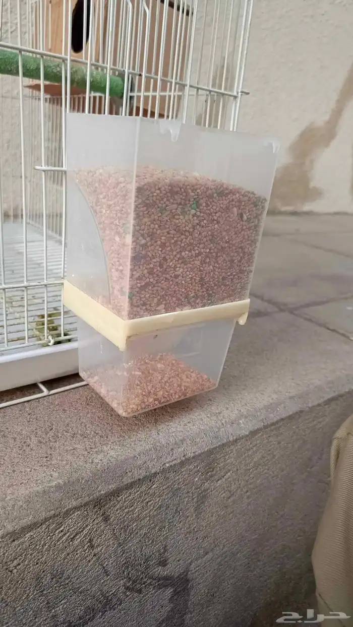 طيور البادجي 6