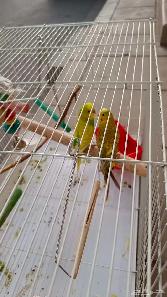 طيور البادجي 8